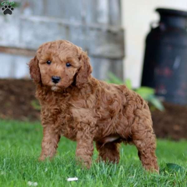 Skye, Miniature Poodle Mix Puppy