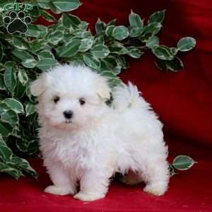 Skye, Maltese Puppy