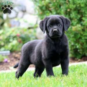 Skye, Black Labrador Retriever Puppy