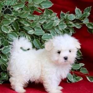Skye, Maltese Puppy