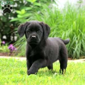 Skye, Black Labrador Retriever Puppy