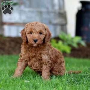 Skye, Miniature Poodle Mix Puppy