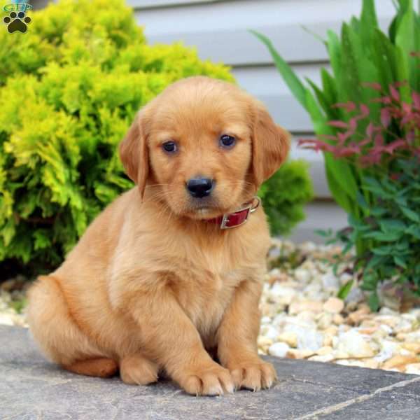 Skyla, Golden Retriever Puppy