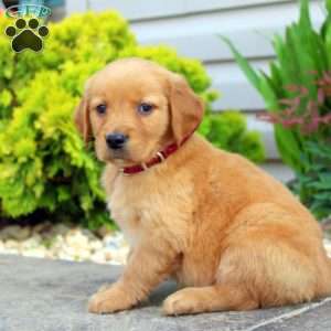 Skyla, Golden Retriever Puppy