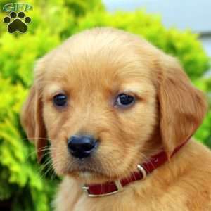 Skyla, Golden Retriever Puppy