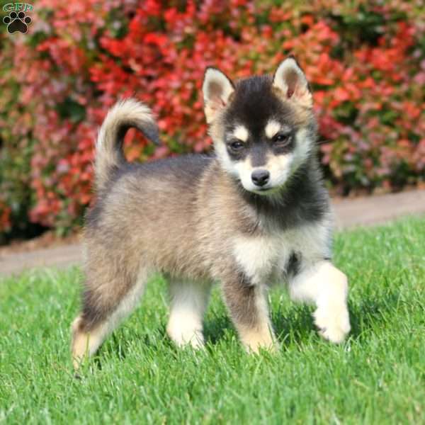 Skyler, Pomsky Puppy