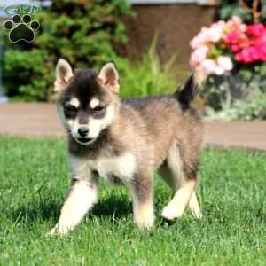 Skyler, Pomsky Puppy