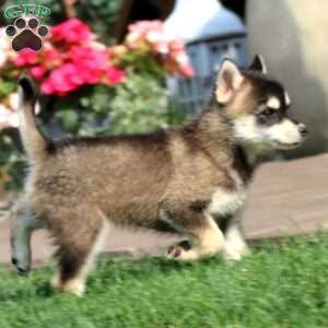 Skyler, Pomsky Puppy