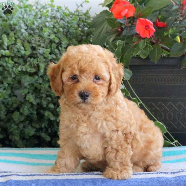 Sloan, Bich-Poo Puppy