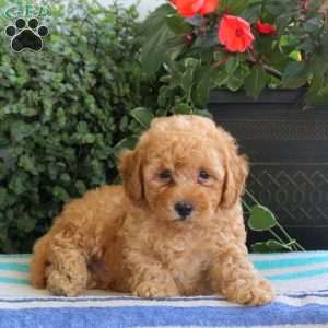 Sloan, Bich-Poo Puppy