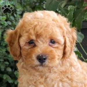 Sloan, Bich-Poo Puppy