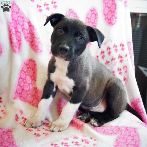 Smarty, Border Collie Mix Puppy