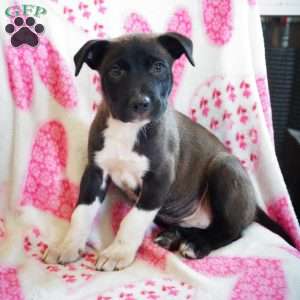 Smarty, Border Collie Mix Puppy