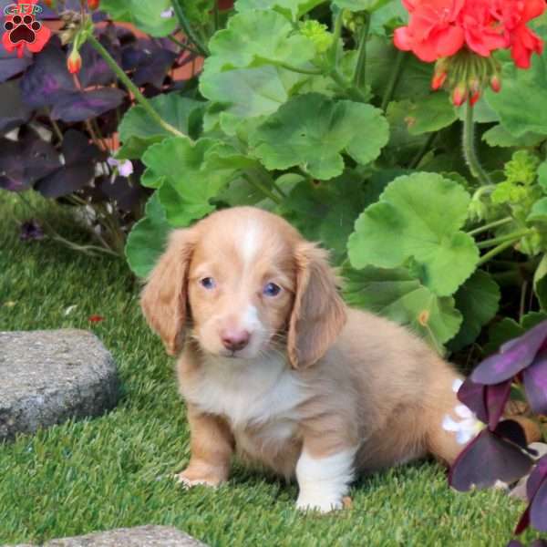 S’more-Mini, Dachshund Puppy