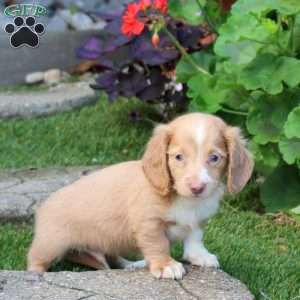 S’more-Mini, Dachshund Puppy