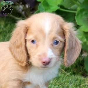 S’more-Mini, Dachshund Puppy