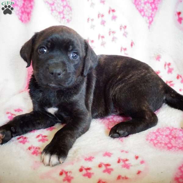 Snapper, Labrador Mix Puppy