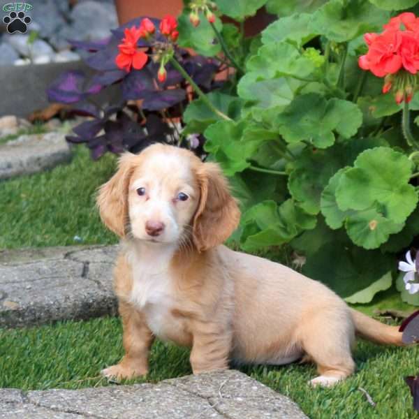 Snickers-Mini, Dachshund Puppy