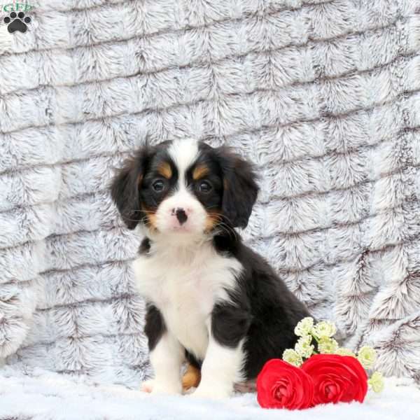 Snicker, Miniature Bernese Mountain Dog Puppy