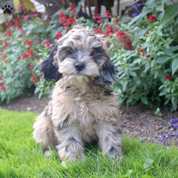Snickers, Cockapoo Puppy