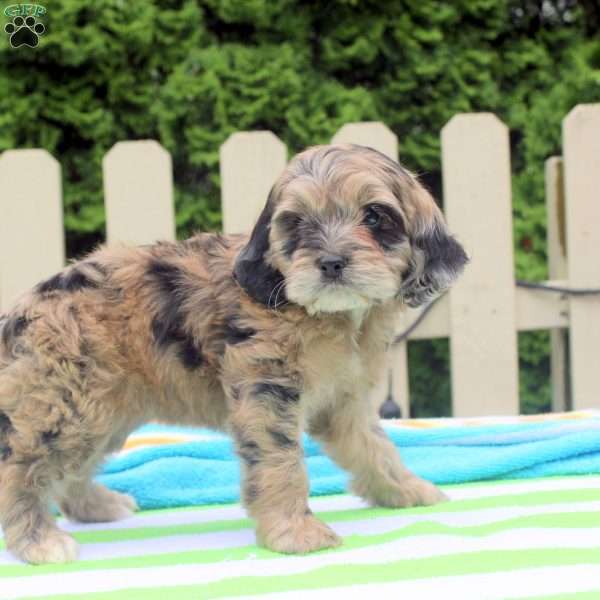 Snickers, Cockapoo Puppy