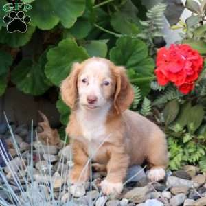 Snickers-Mini, Dachshund Puppy