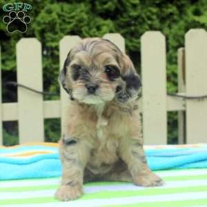 Snickers, Cockapoo Puppy