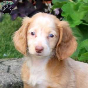 Snickers-Mini, Dachshund Puppy