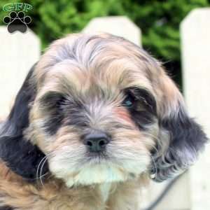 Snickers, Cockapoo Puppy