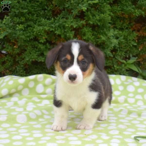 Snickers, Pembroke Welsh Corgi Puppy