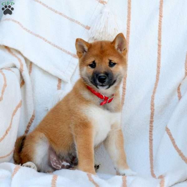 Snickers, Shiba Inu Puppy