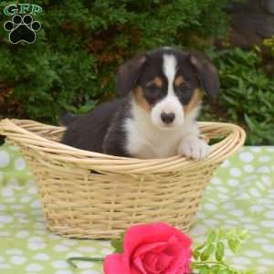 Snickers, Pembroke Welsh Corgi Puppy
