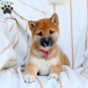 Snickers, Shiba Inu Puppy