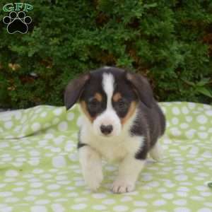 Snickers, Pembroke Welsh Corgi Puppy