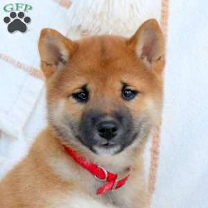 Snickers, Shiba Inu Puppy