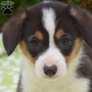 Snickers, Pembroke Welsh Corgi Puppy