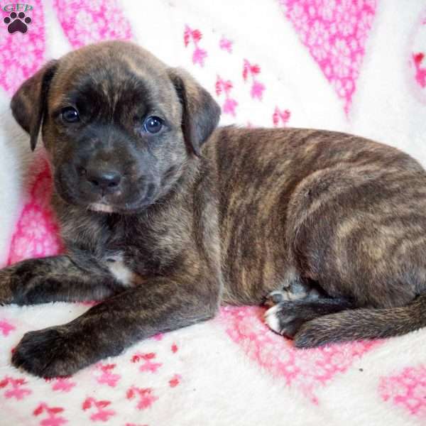 Snickers, Labrador Mix Puppy