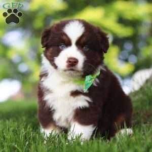 Snorkel, Miniature Australian Shepherd Puppy