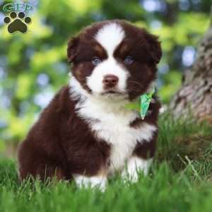 Snorkel, Miniature Australian Shepherd Puppy