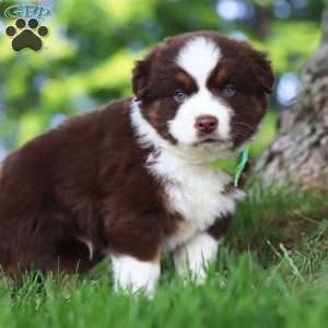 Snorkel, Miniature Australian Shepherd Puppy