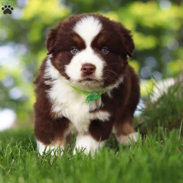 Snorkel, Miniature Australian Shepherd Puppy