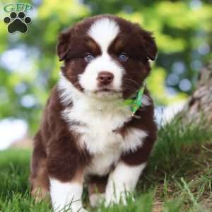 Snorkel, Miniature Australian Shepherd Puppy