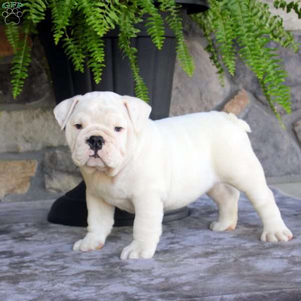 Snow White, English Bulldog Puppy