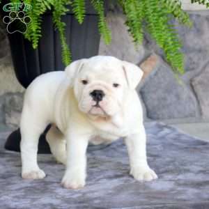 Snow White, English Bulldog Puppy