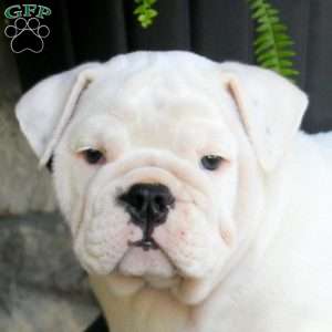 Snow White, English Bulldog Puppy