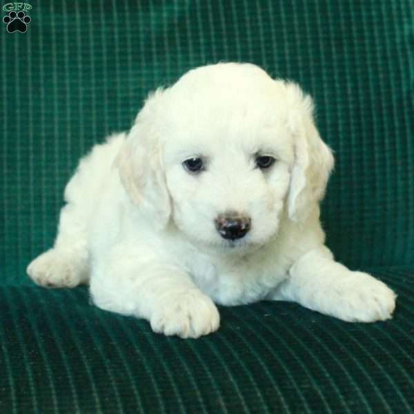Snowball, Miniature Poodle Mix Puppy