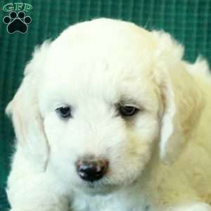 Snowball, Miniature Poodle Mix Puppy