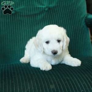 Snowball, Miniature Poodle Mix Puppy