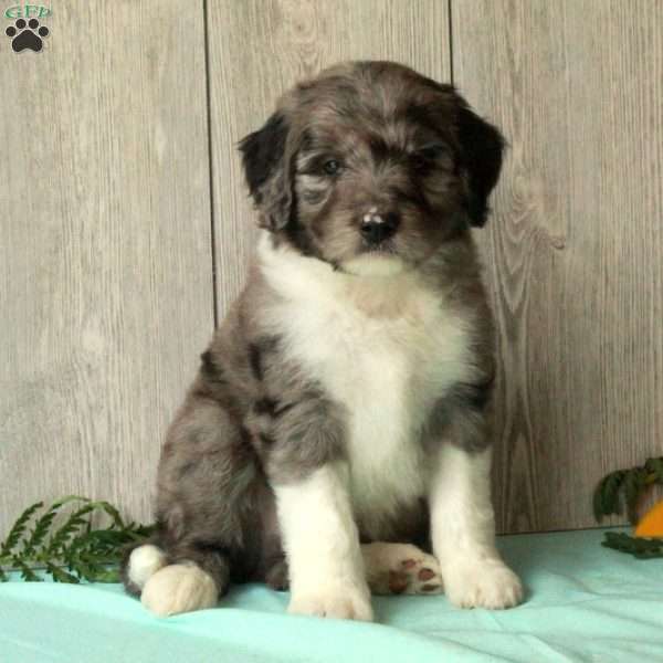 Sonny, Borderdoodle Puppy