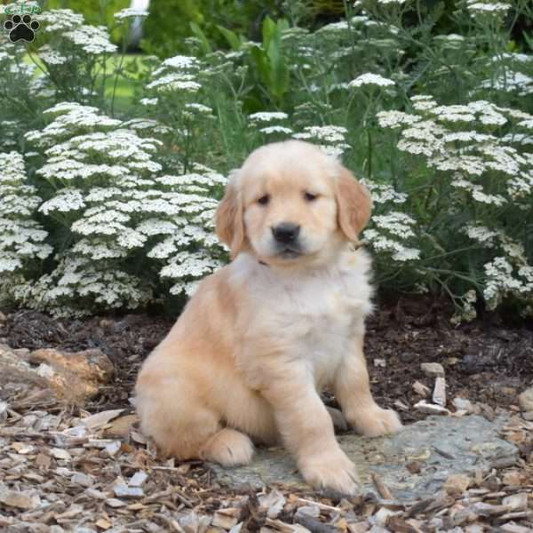 Sonny, Golden Retriever Puppy